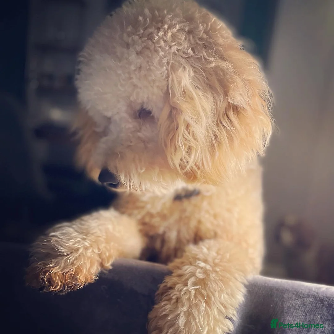 Poodle dogs for stud: FOR STUD Moyen Poodle (proven)  in Northampton - Advert 5