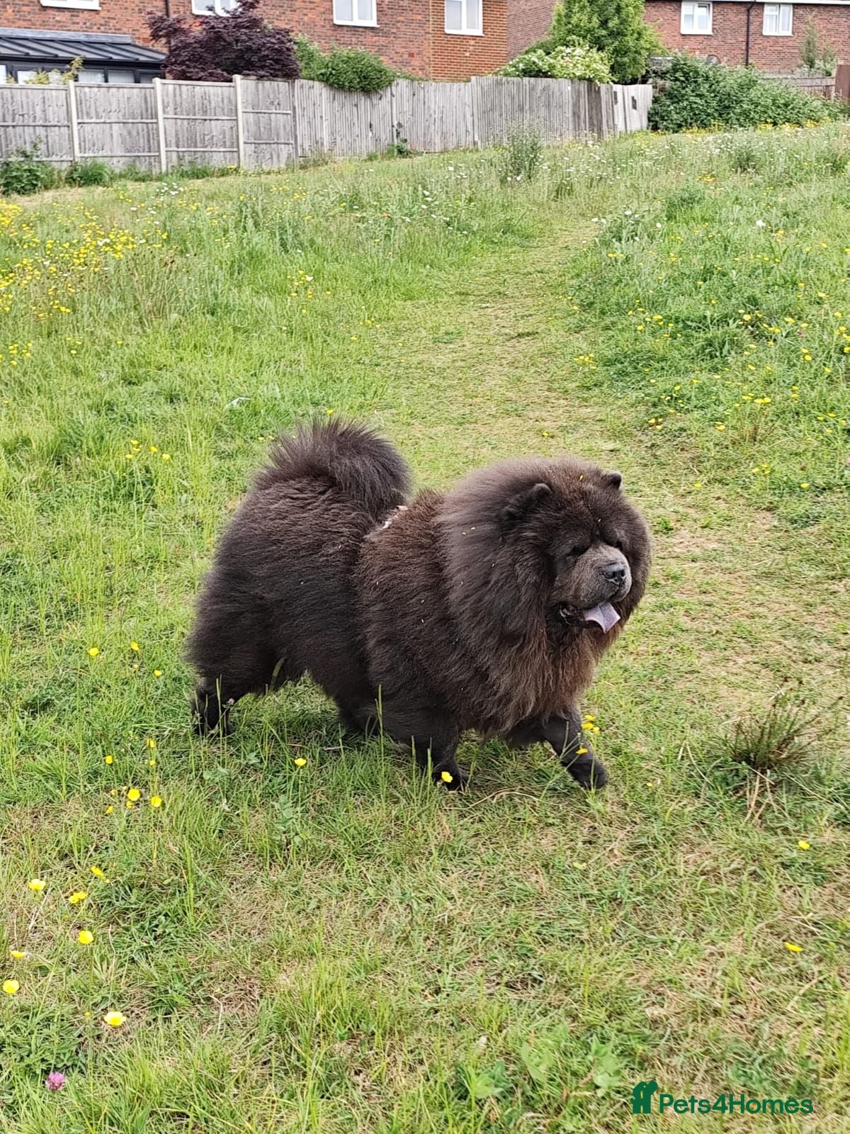 Chow Chow dogs Black chow chow for stud - Advert 4