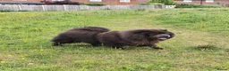 Chow Chow dogs for stud: Black chow chow for stud - Advert 1