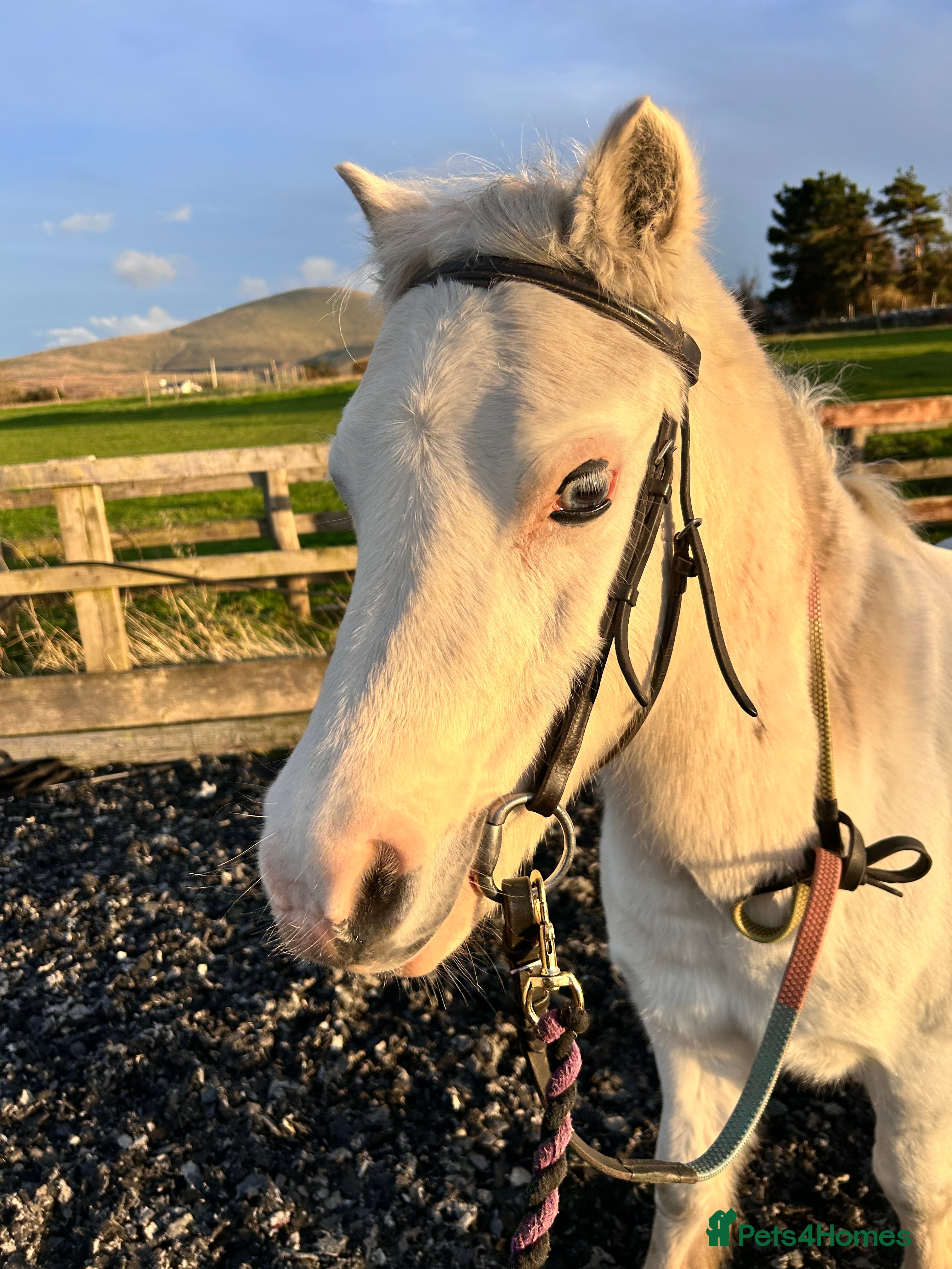 Welsh Section A horses Sweet Section A Mare  - Advert 5