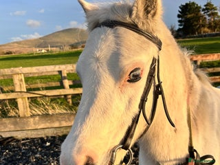 Welsh Section A horses Sweet Section A Mare - Advert 3