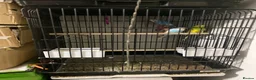 Budgerigars birds for sale: Budgerigars in Birmingham - Advert 1