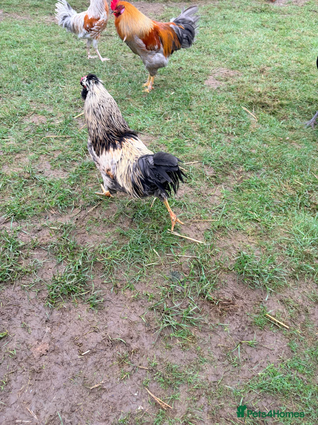 Chickens poultry for sale: Mixed size and colour cockerels  in Daventry - Advert 5