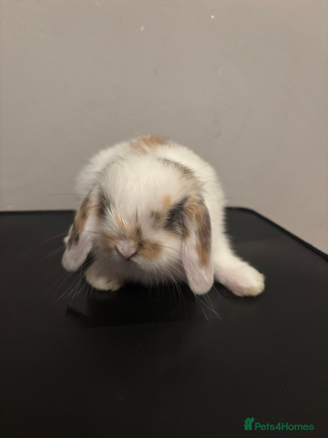 Dwarf Lop rabbits for sale: Baby rabbits  - Image 5