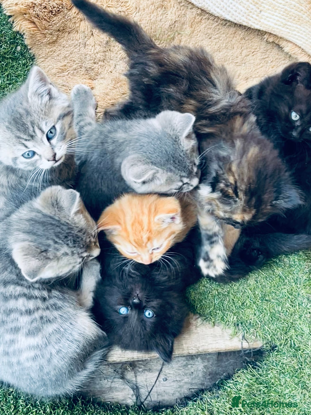 British Shorthair cats for sale: British shorthair X ragdoll  - Image 32