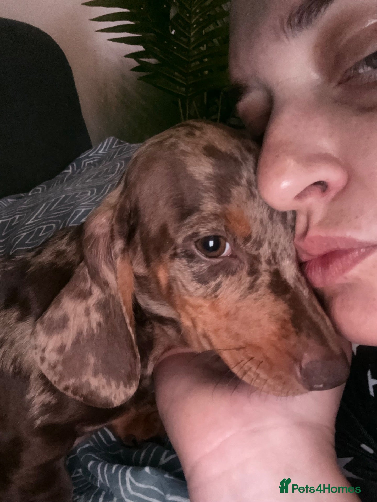 Dachshund dogs Lovely Dachshunds!  - Advert 1