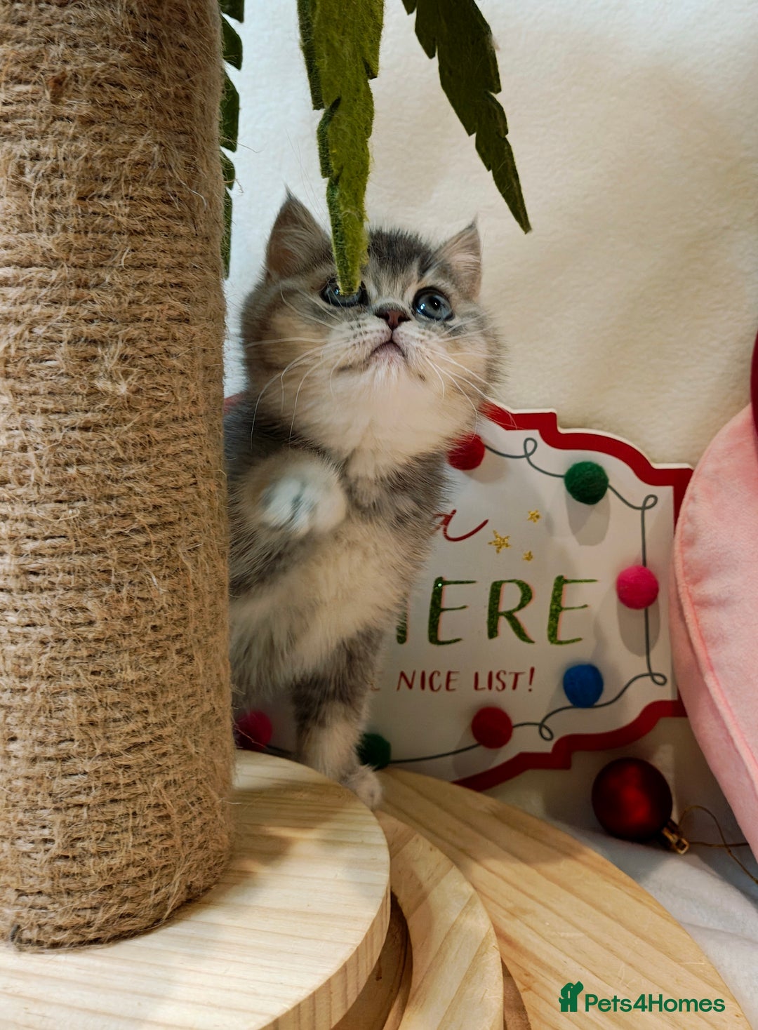 British Shorthair cats for sale: Blue golden girl Tica registered  - Advert 1