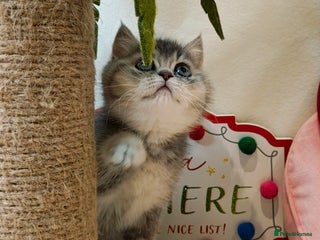 British Shorthair cats Blue, chocolate golden girls - Advert 7