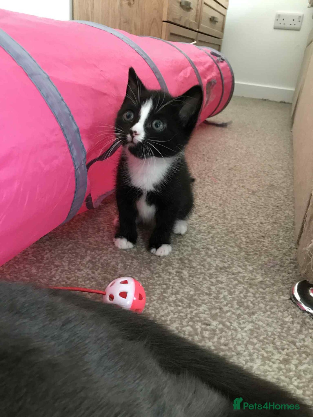 Mixed Breed cats for sale: Cute Kittens for sale - Advert 5