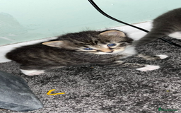 British Longhair cats for sale: Kittens looking for there forever homes  - Image 3