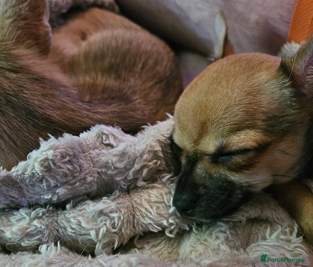 Chihuahua dogs for sale: 2x 13 old week beautiful Chihuahua Pups for sale  - Advert 5