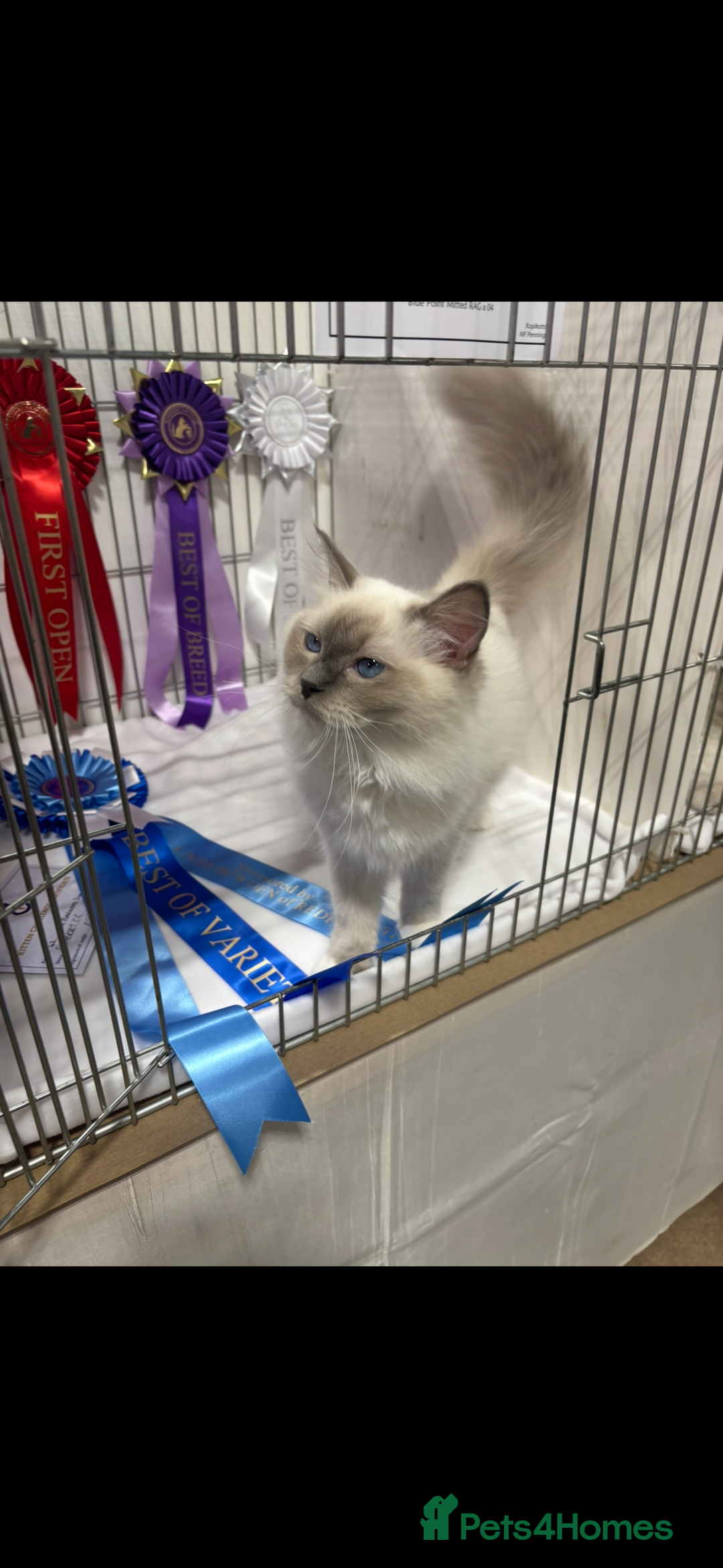 Ragdoll cats for sale:  gccf blue mitted girl simply stunning  - Advert 13