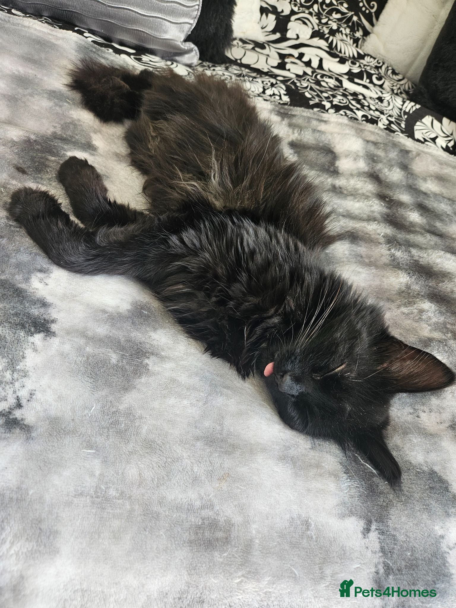 Mixed Breed cats Black female  - Advert 3