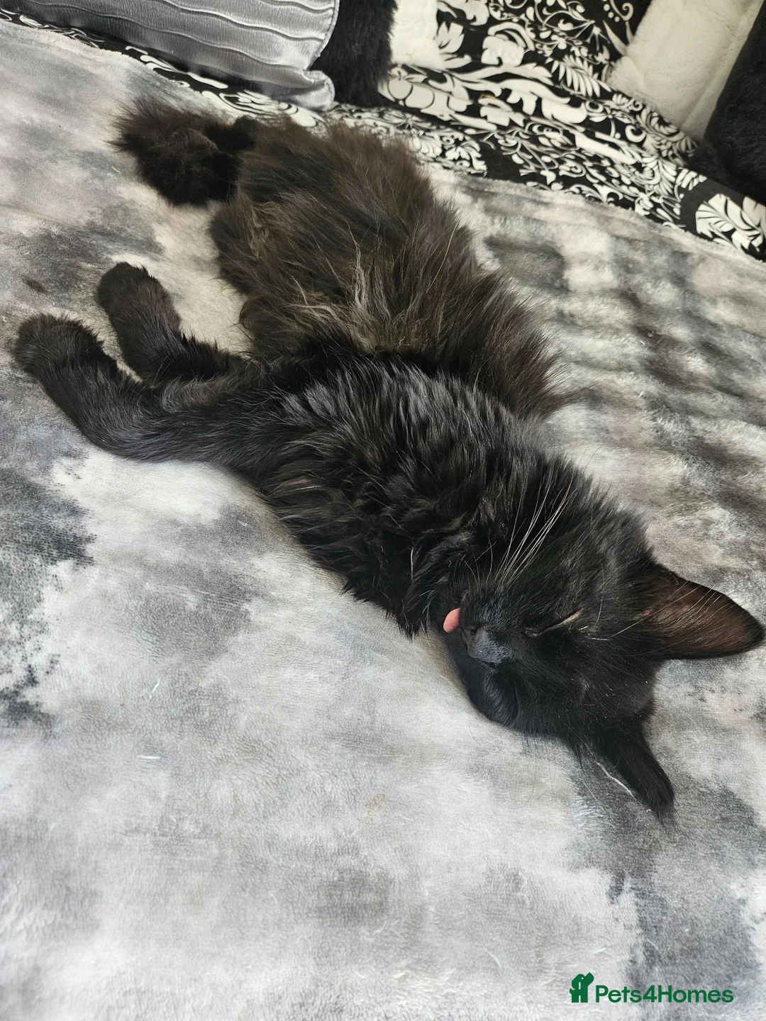 Mixed Breed cats for sale: Black female  - Advert 1