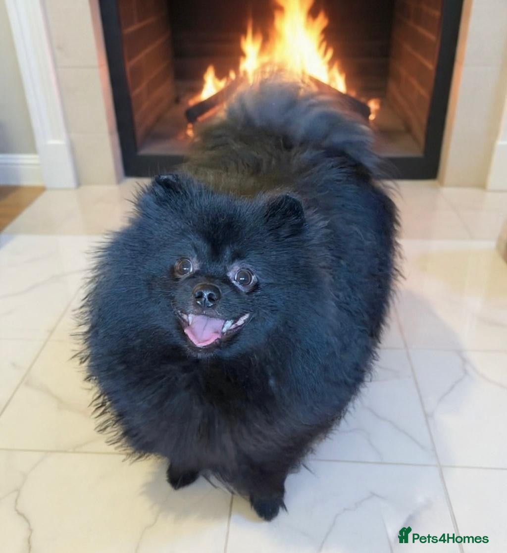 Pomeranian dogs  Adult merle Pomeranians reduced 🌈 - Advert 3