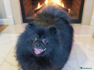 Pomeranian dogs Adult merle Pomeranians reduced 🌈 - Advert 3