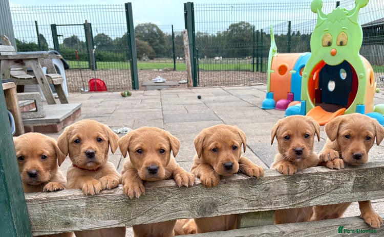 Labrador Retriever dogs - Advert 5