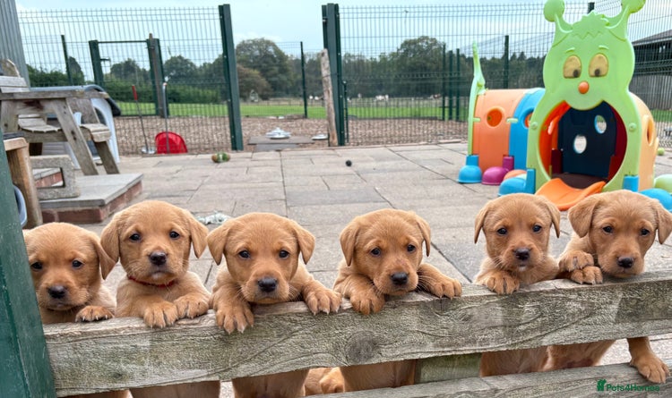 Labrador Retriever dogs - Advert 2