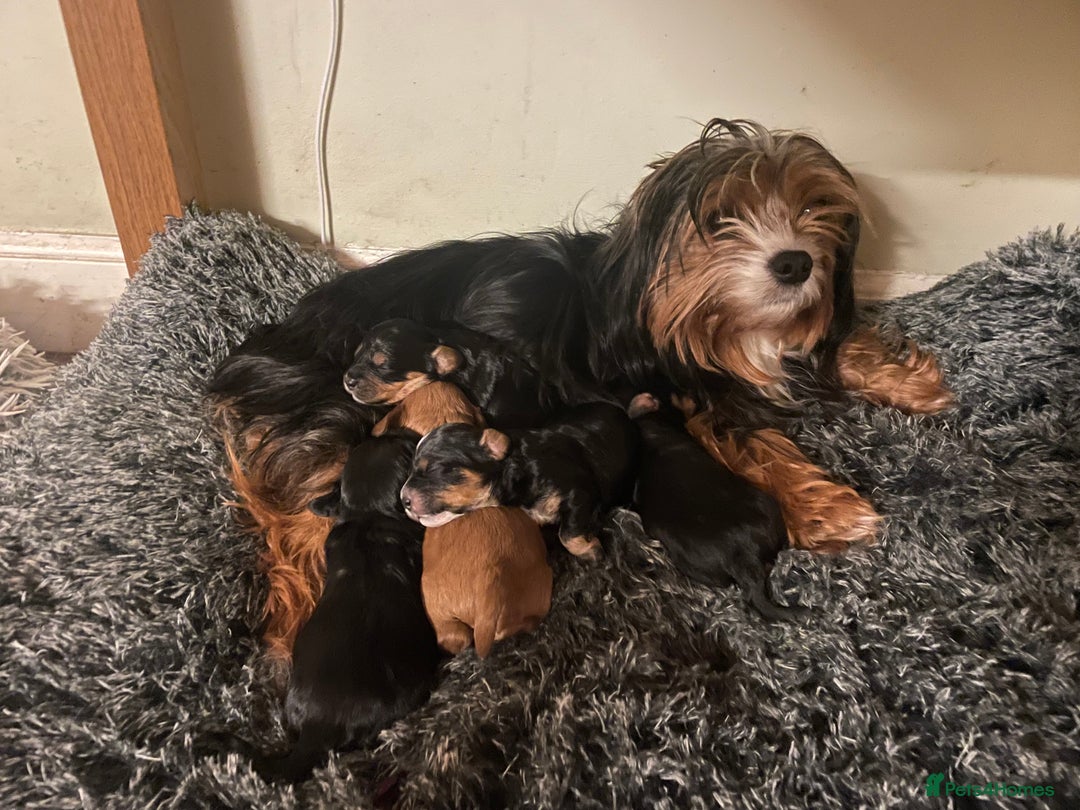 Cavapoo dogs for sale: Cavapoo - Advert 11