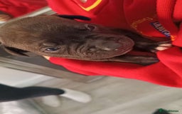 Staffordshire Bull Terrier dogs for sale: STAFFORDSHIRE BULL TERRIOR PUPPIES - Image 17