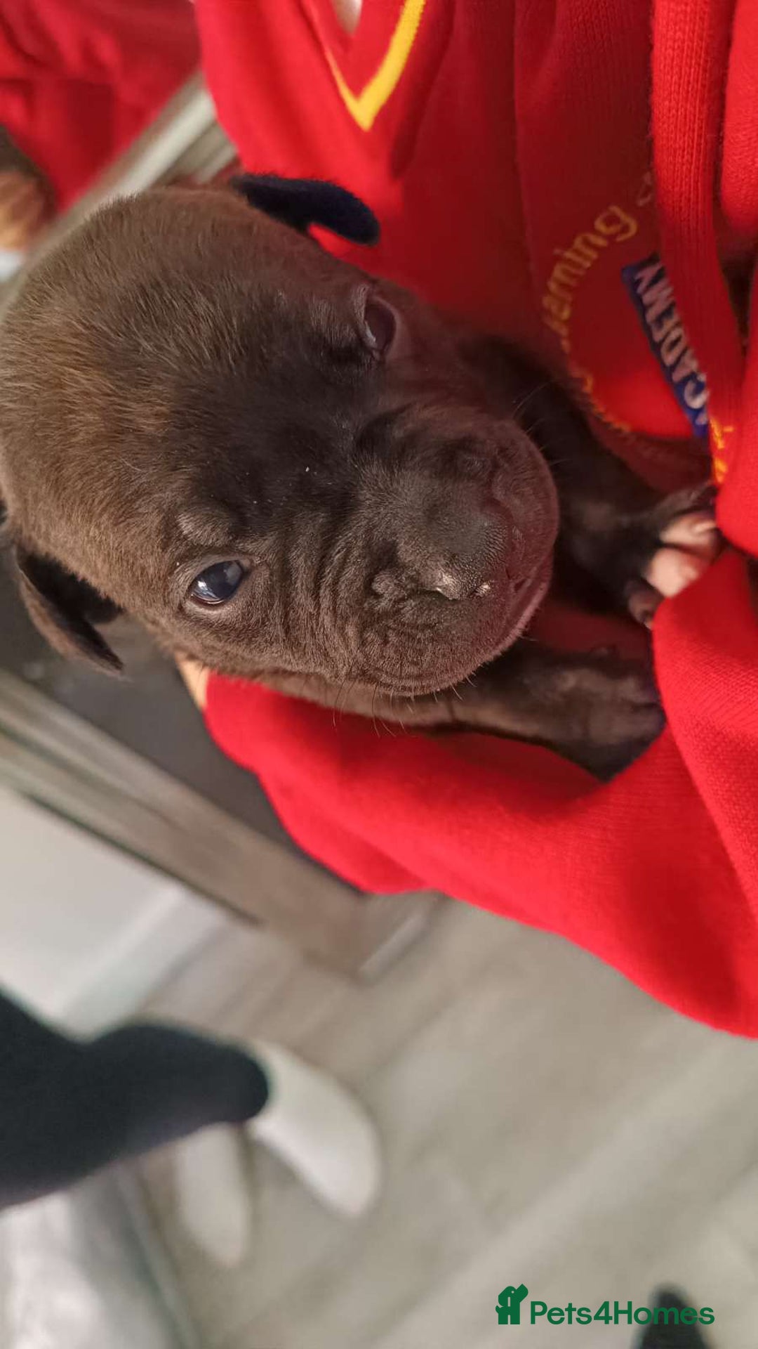 Staffordshire Bull Terrier dogs for sale: STAFFORDSHIRE BULL TERRIOR PUPPIES - Image 17
