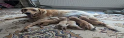 Labrador Retriever dogs for sale: Fox red/golden Labrador - Advert 7