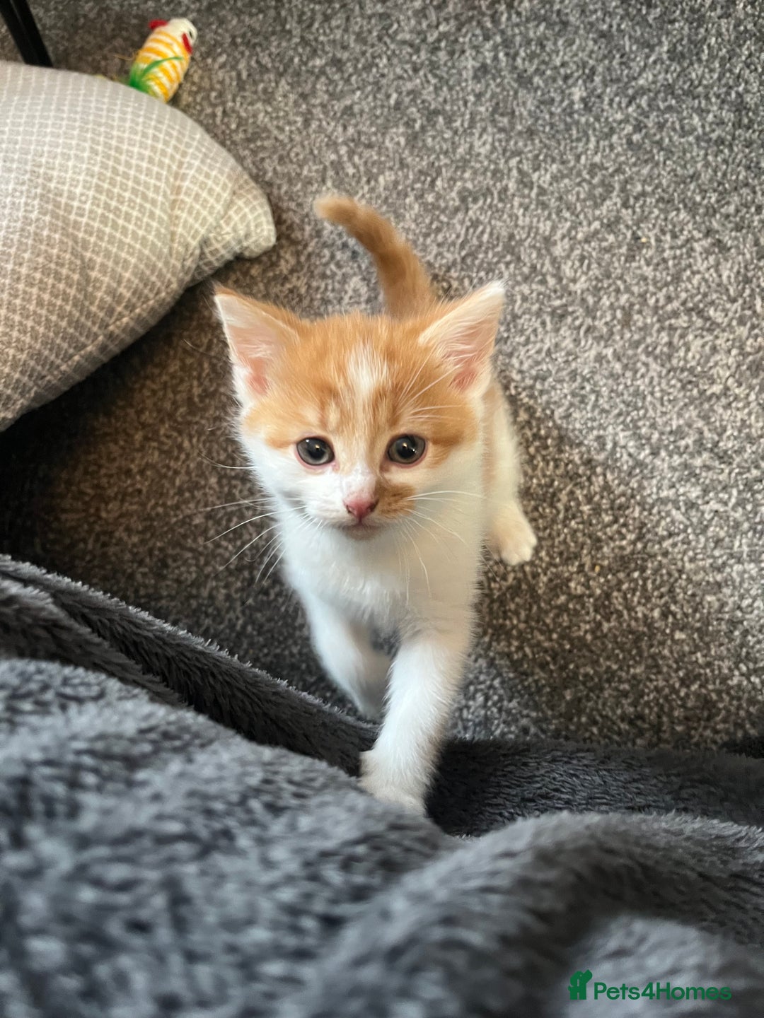 Domestic Shorthair cats for sale: Two kittens 5 months  - Image 3