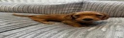 Miniature Dachshund dogs for sale: Gorgeous long haired miniature dachshund  - Advert 10