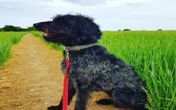 Mixed Breed dogs for sale: Rehoming older labradoodle x Lurcher - Image 2