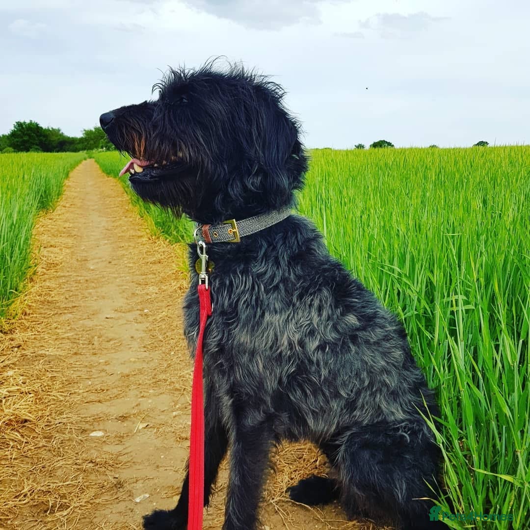 Mixed Breed dogs for sale: Rehoming older labradoodle x Lurcher - Image 2