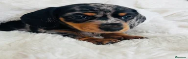 Miniature Dachshund 2