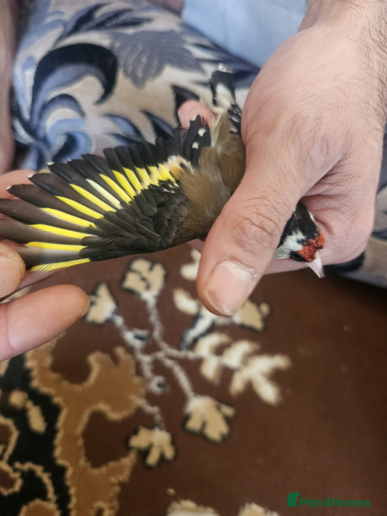 Finches birds Goldfinch male 100£ - Advert 3