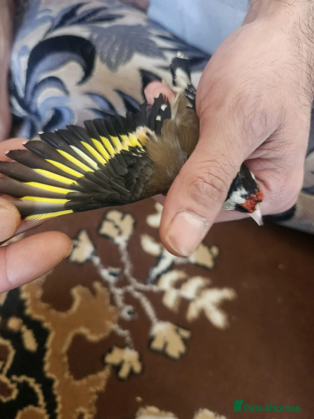 Finches birds for sale: Goldfinch male 100£ - Advert 1