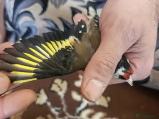 Finches birds Goldfinch male 100£ - Advert 3