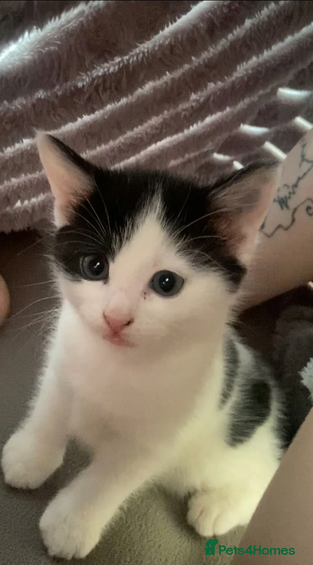 Mixed Breed cats for sale: 1 boy and 1 girl kitten for sale - Advert 2