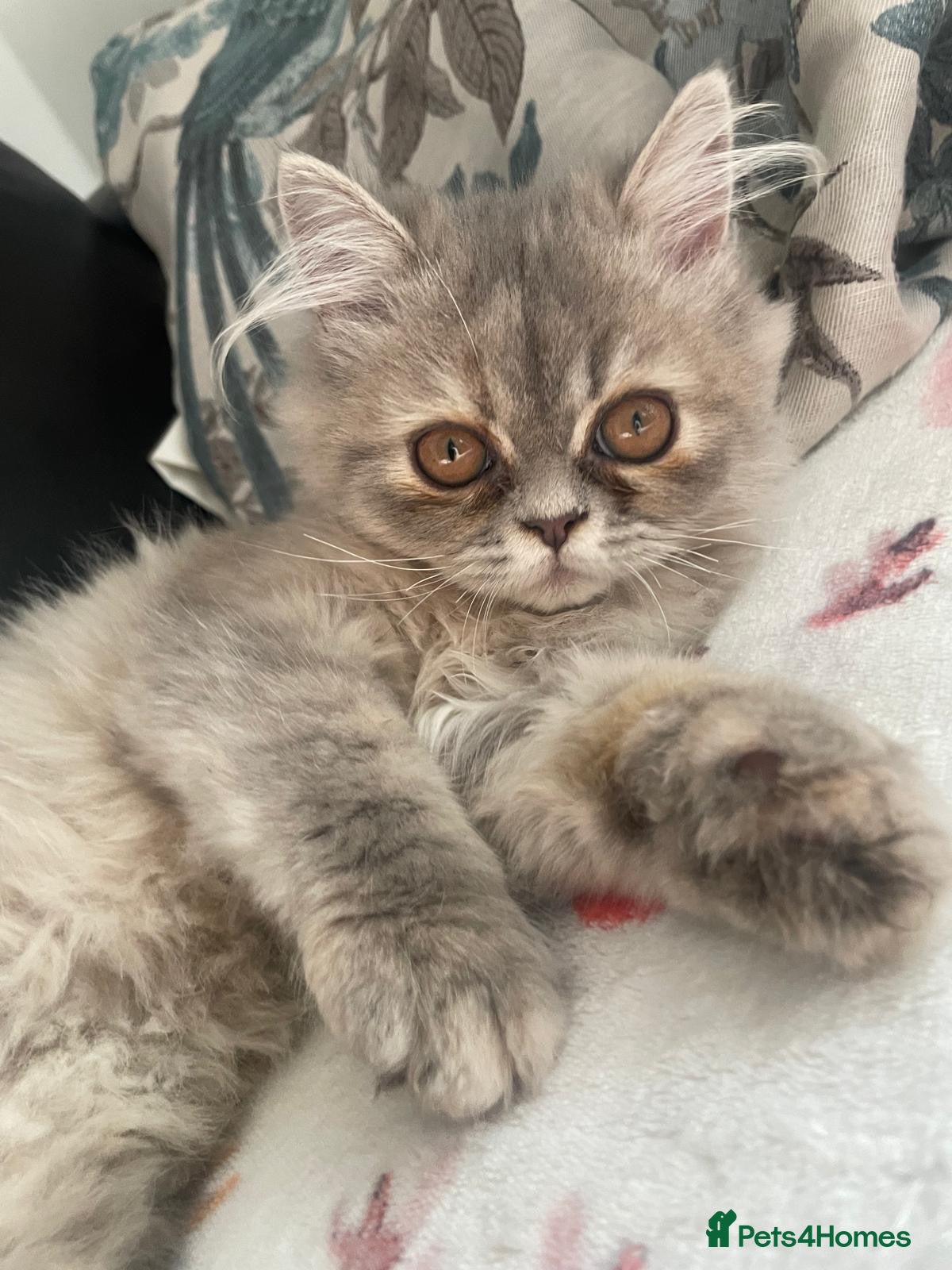 Persian cats AVAILABLE‼️‼️Beautiful Blue Persian Girl 💕🐾💙 - Advert 17