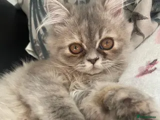 Persian cats AVAILABLE! Beautiful Blue Persian Girl 💕🐾💙 - Advert 1