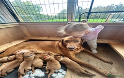 Labrador Retriever dogs for sale: KC Fox Red Labrador puppies - Image 10