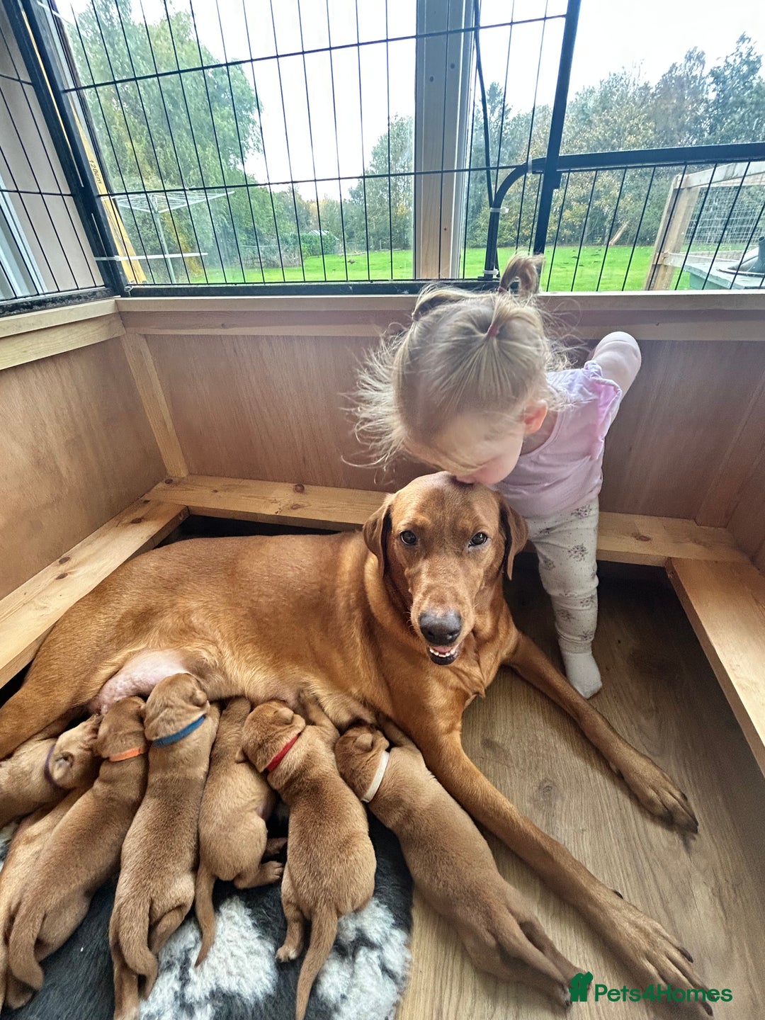 Labrador Retriever dogs for sale: KC Fox Red Labrador puppies - Image 10