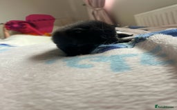 Mixed Breed cats for sale: Adorable fluffy kittens  - Image 6