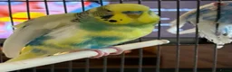 Budgerigars birds for sale: Budgies - Advert 5
