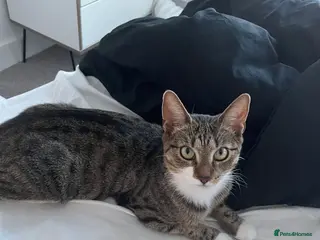 Mixed Breed cats 3 cats needing good homes - Advert 1