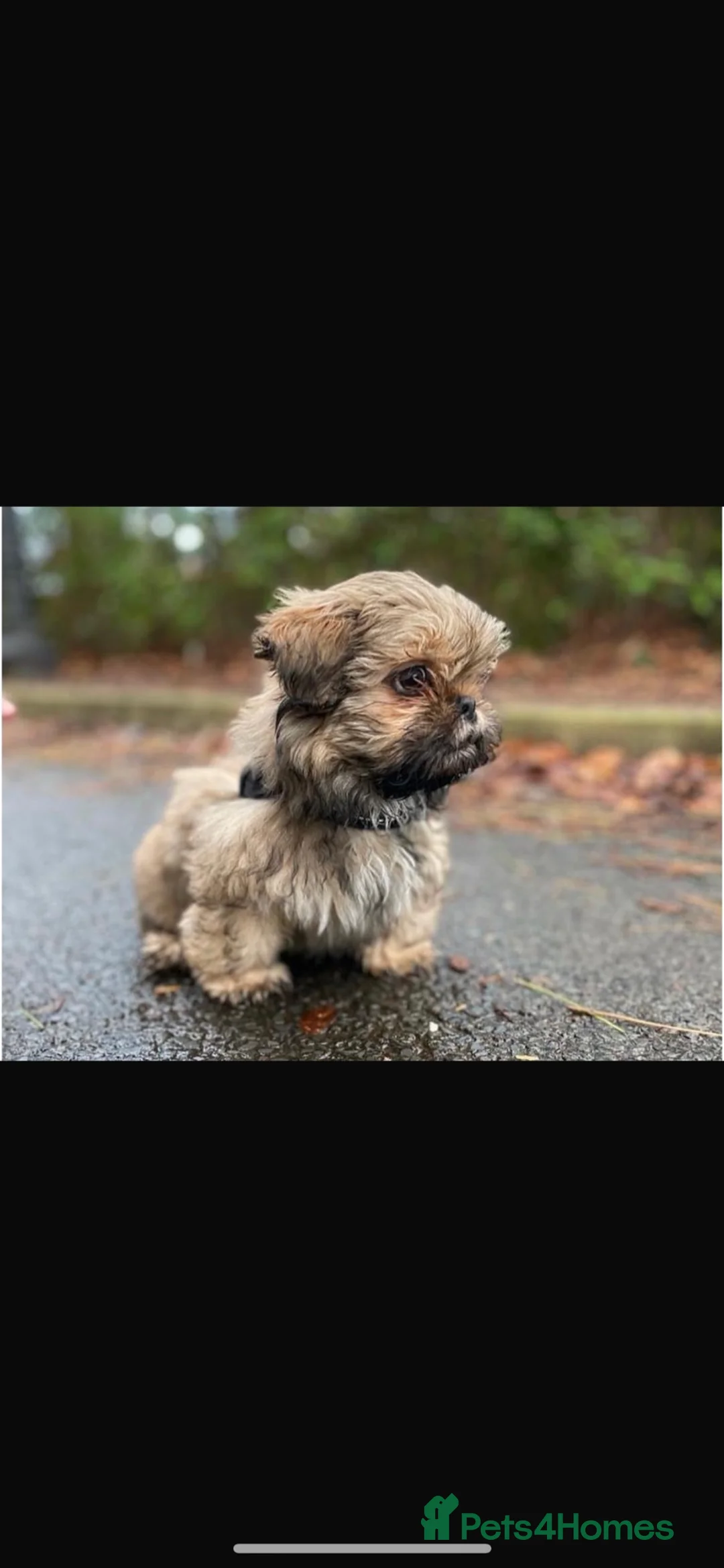 Shih Tzu dogs for stud: Full breed Shih-Tzu  in Liverpool - Advert 4