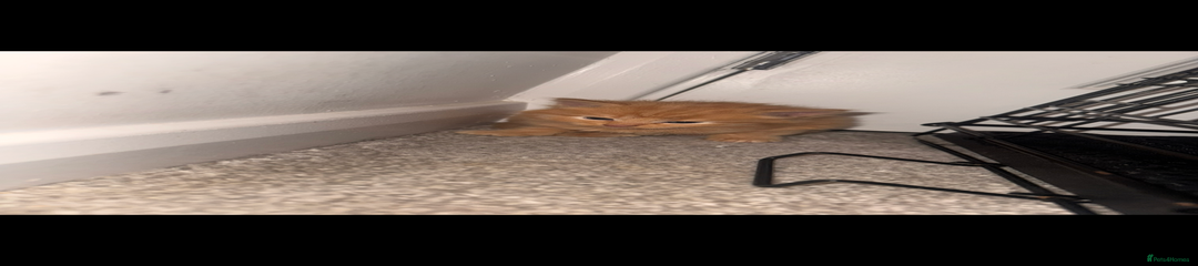 Mixed Breed Kitten 1