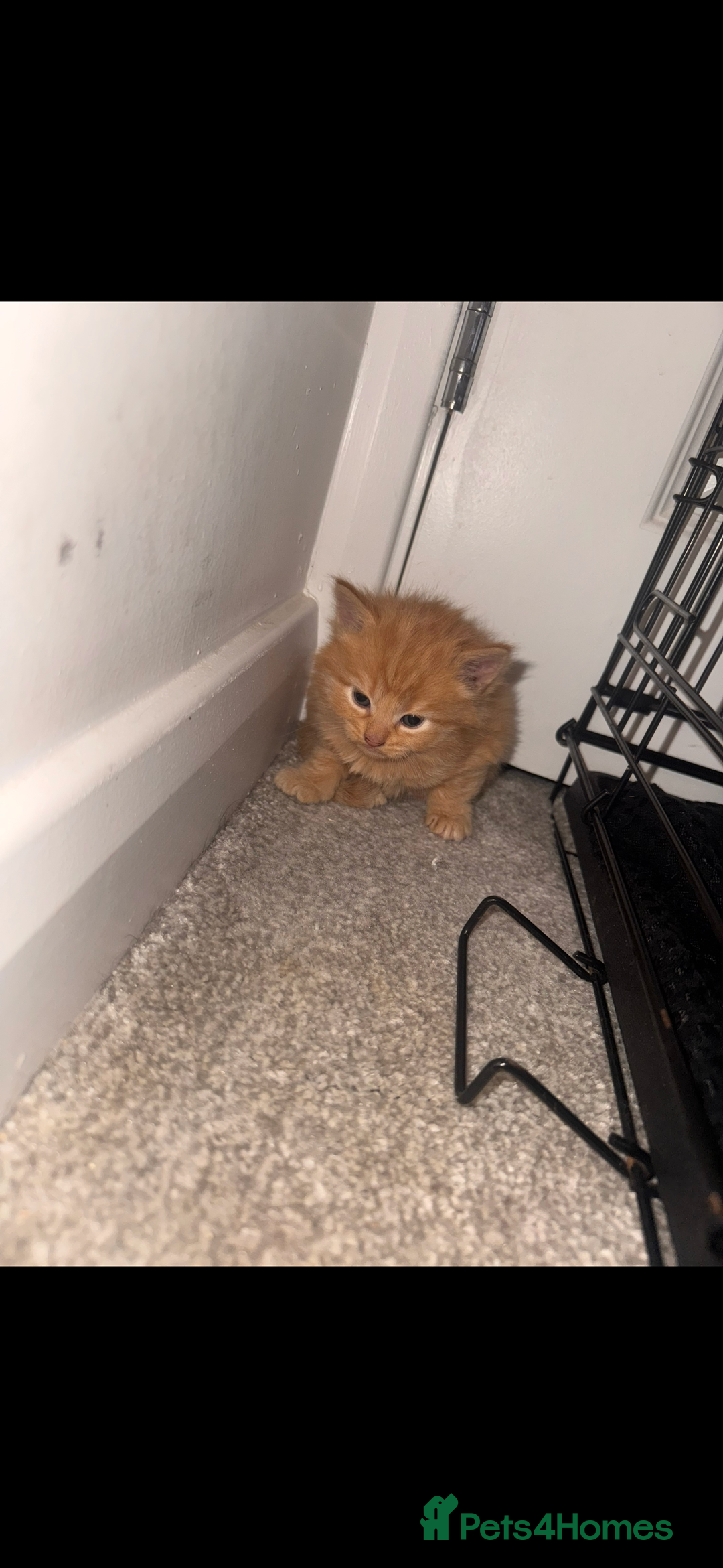 Mixed Breed cats for sale: Mixed breed kittens  - Image 5