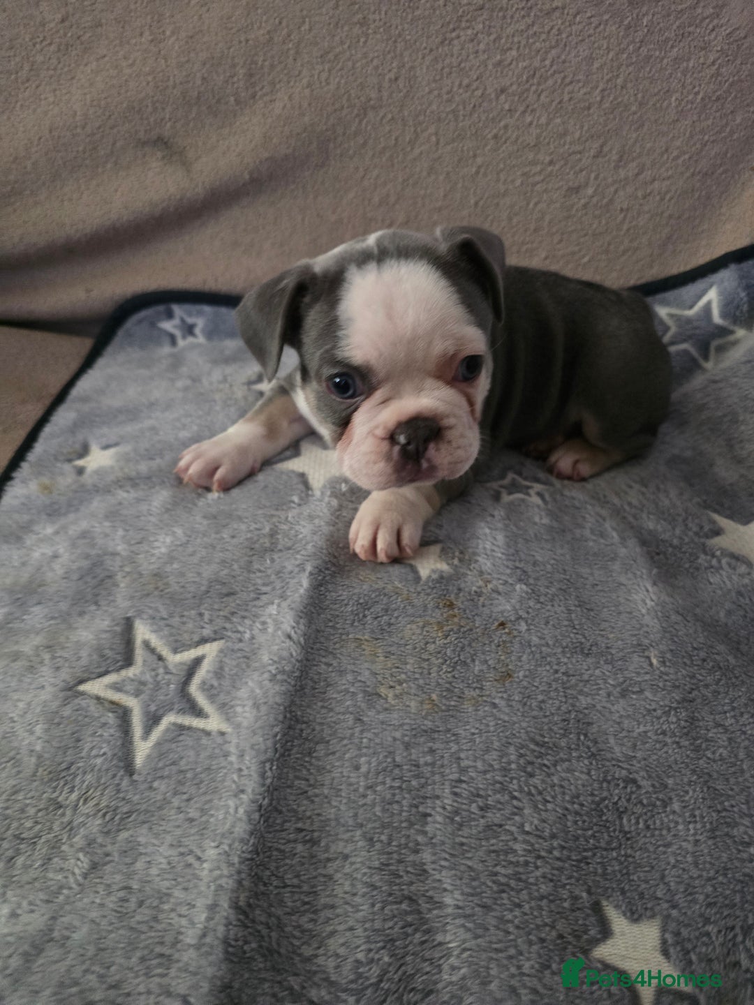 French Bulldog dogs for sale: Beautiful blue & White Blue & Tan - Advert 7
