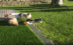 Jack Russell dogs for sale: Excellent pure bred working mini Jack Russell pups - Image 2