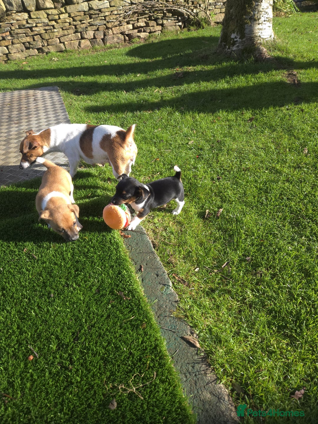 Jack Russell dogs for sale: Excellent pure bred working mini Jack Russell pups - Image 2