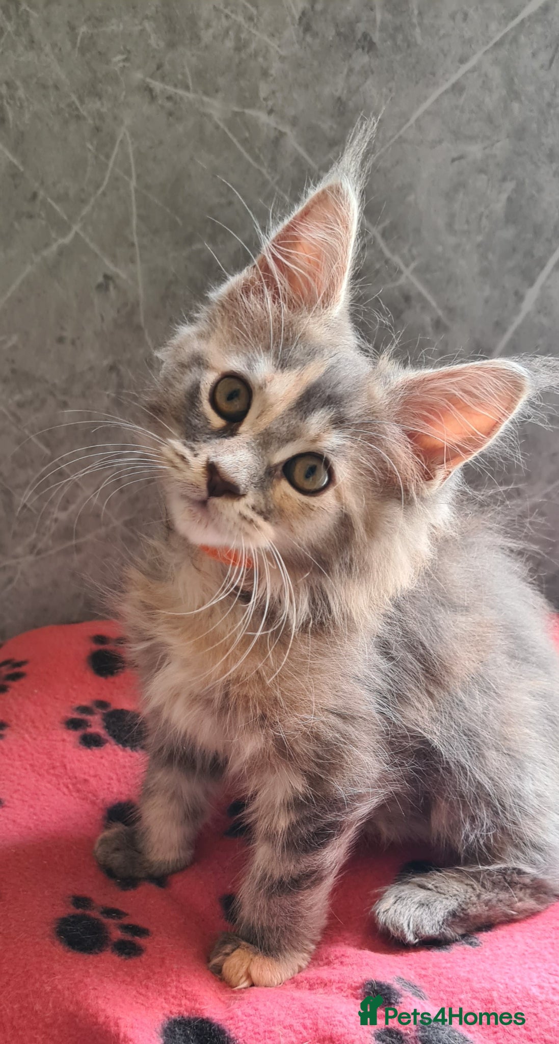 Maine Coon cats Tica registered girls - Advert 18