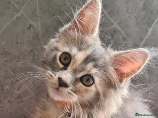 Maine Coon cats Tica registered girls - Advert 18
